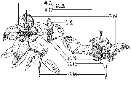 花根 意思|< 花根 : ㄏㄨㄚ ㄍㄣ >辭典檢視